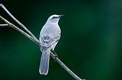 Tropical Mockingbird