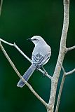 Tropical Mockingbirdborder=