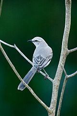 Tropical Mockingbird