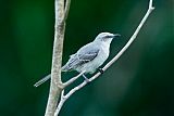 Tropical Mockingbirdborder=