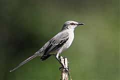 Tropical Mockingbird