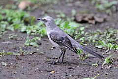 Tropical Mockingbird