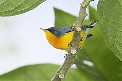 Tropical Parula