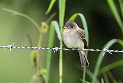 Tropical Pewee