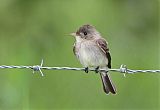 Tropical Pewee