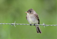 Tropical Pewee