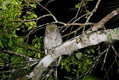 Tropical Screech-Owl