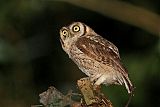 Tropical Screech-Owlborder=