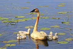 Trumpeter Swan