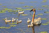 Trumpeter Swan