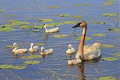 Trumpeter Swan