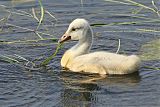 Trumpeter Swan