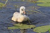 Trumpeter Swan