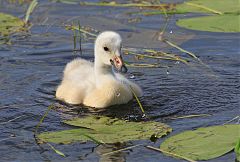 Trumpeter Swan