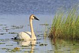 Trumpeter Swan