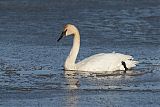 Trumpeter Swan