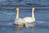 Trumpeter Swan