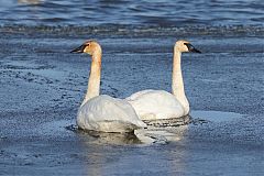 Trumpeter Swan