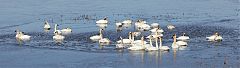 Trumpeter Swan