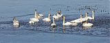 Trumpeter Swan