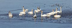 Trumpeter Swan