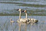 Trumpeter Swan