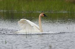 Trumpeter Swan