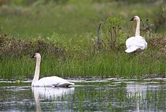 Trumpeter Swan