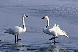 Trumpeter Swan