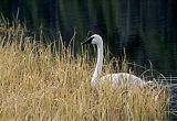 Trumpeter Swan