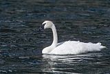 Trumpeter Swan