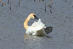 Trumpeter Swan