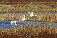 Trumpeter Swan