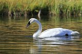 Trumpeter Swan