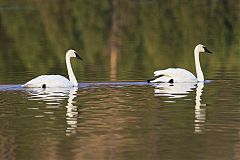 Trumpeter Swan