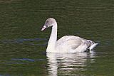 Trumpeter Swan