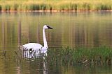 Trumpeter Swanborder=