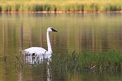 Trumpeter Swan