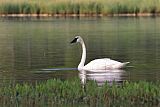 Trumpeter Swanborder=
