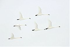 Trumpeter Swan