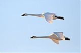 Trumpeter Swan