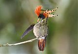 Tufted Coquette