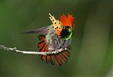 Tufted Coquette