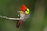 Tufted Coquette