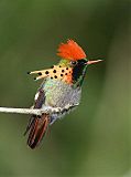 Tufted Coquette