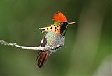 Tufted Coquette