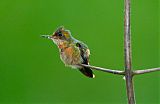 Tufted Coquette