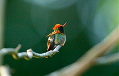 Tufted Coquette