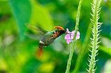 Tufted Coquette