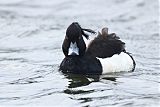 Tufted Duck